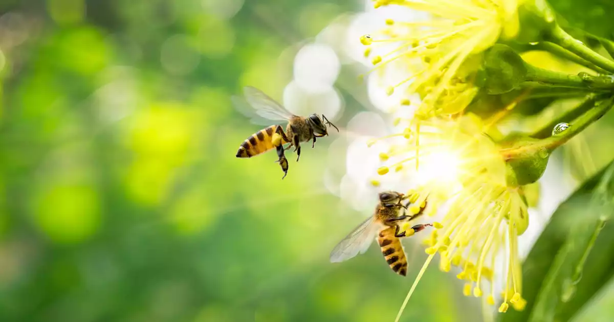 sources of fall allergies like ragweed