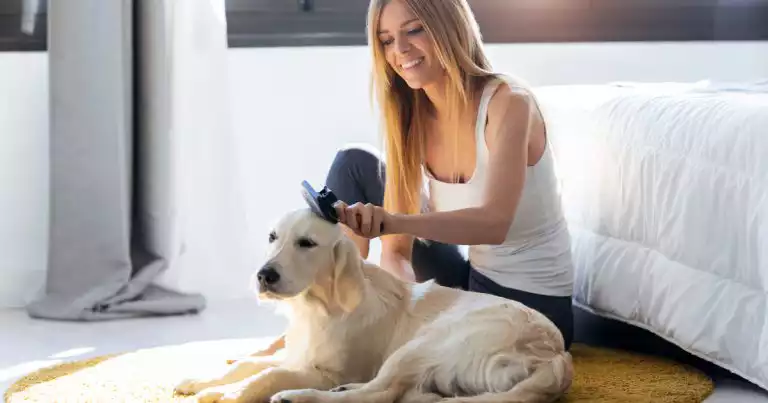 grooming your pets to reduce dander